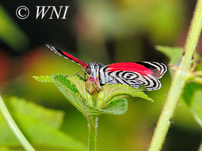Cramer's Eighty-eight (Diaethria clymena)